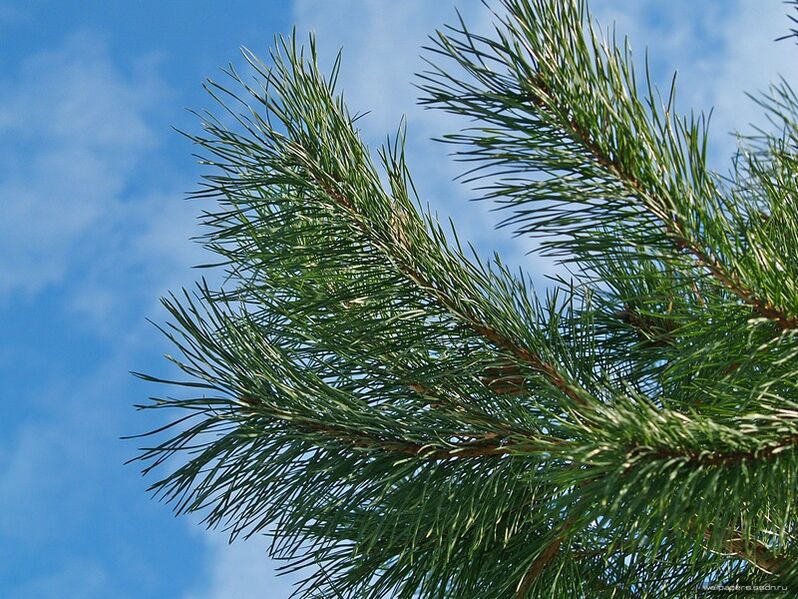 βελόνες για τη θεραπεία της αυχενικής οστεοχόνδρωσης